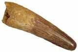 Fossil Spinosaurus Tooth - Real Dinosaur Tooth #356808-1